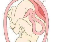 产妇胎盘的奥秘（探索产妇胎盘的组织结构、功能和医学应用前景）
