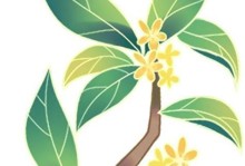 响米智能手机的性能和特点评测（探索响米智能手机的各项功能与体验，带给你全新的智能手机感受）