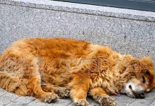 狗未打疫苗后果严重（没有疫苗保护，狗咬伤带来的风险不可忽视）