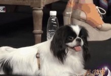 以爱狗团买狗的优势与考量（以爱狗团买狗是值得信赖的选择）